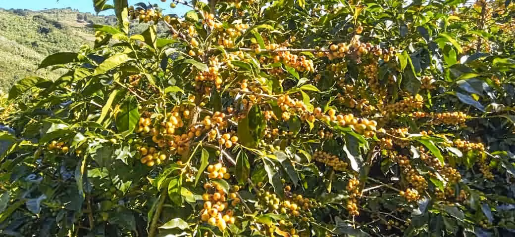 Se vende Finca de café HH, San Cristóbal, Zona de los Santos (FE).