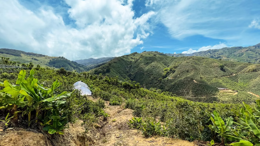 Se vende Finca de café HH, San Cristóbal, Zona de los Santos (FE).