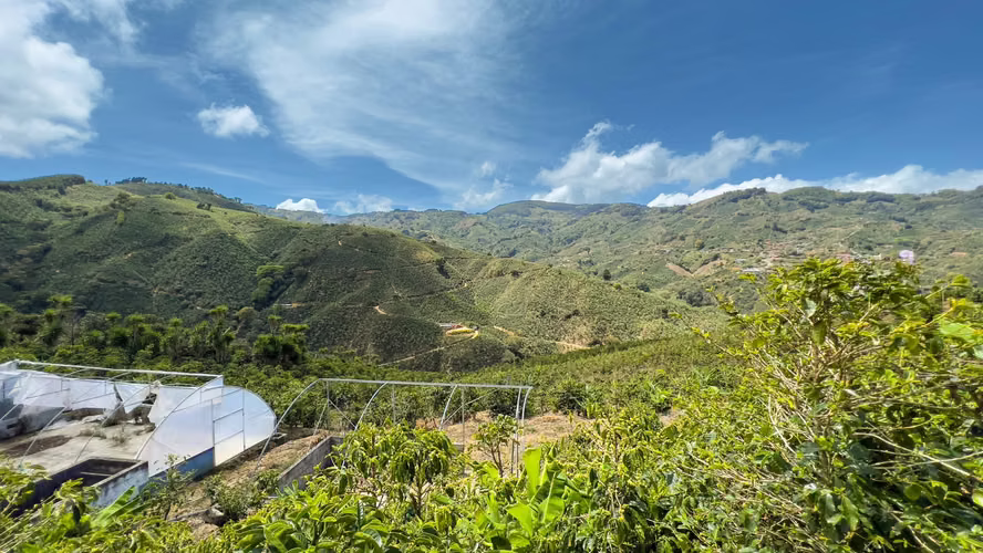 Se vende Finca de café HH, San Cristóbal, Zona de los Santos (FE).