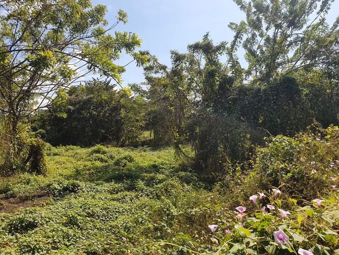 Puntarenas a 100m del Hosp Monseñor Sanabria… hermoso lote plano