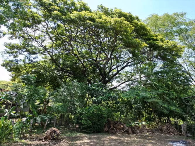 REBAJADO! Lote plano listo para construir en Nicoya Centro - Imagen 6