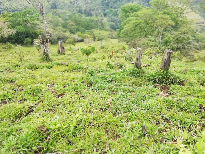 Venta finca Cartago Turrialba GANGA 6  y 1/2 HECT X 50 MILL COL
