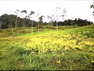 Venta finca Cartago Turrialba GANGA 6  y 1/2 HECT X 50 MILL COL