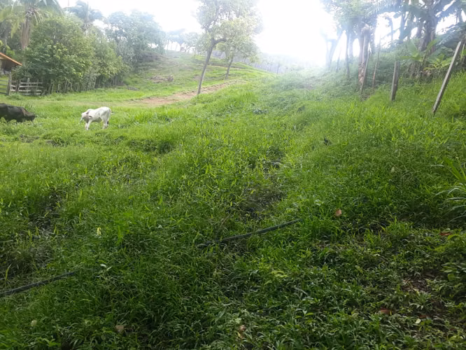 Venta finca Cartago Turrialba GANGA 6  y 1/2 HECT X 50 MILL COL