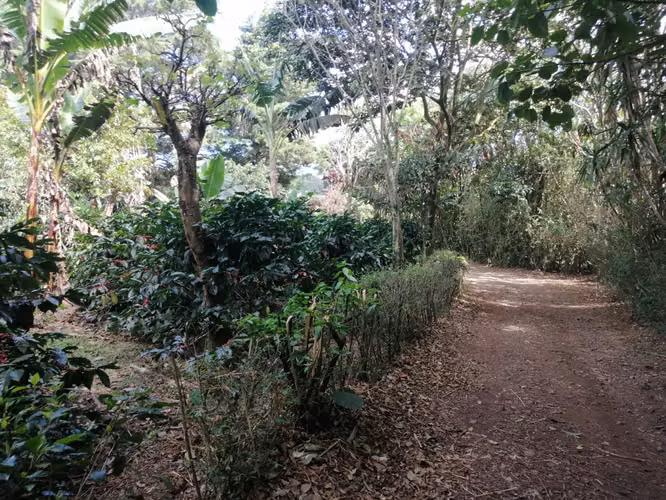 Venta de propiedad 2 hectareas/ Poas / Alajuela