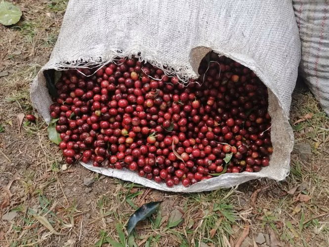 Venta de propiedad 2 hectareas/ Poas / Alajuela