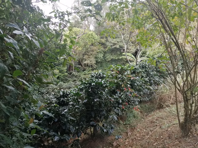 Venta de propiedad 2 hectareas/ Poas / Alajuela