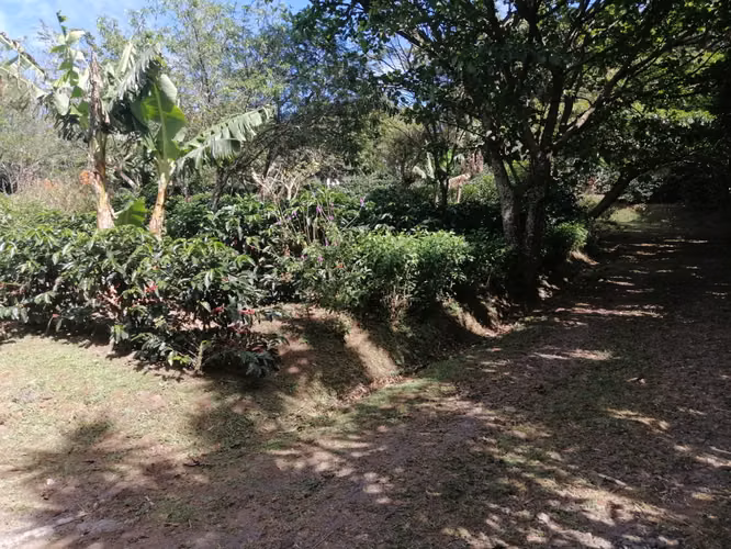 Venta de propiedad 2 hectareas/ Poas / Alajuela