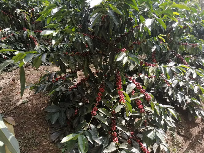Venta de propiedad 2 hectareas/ Poas / Alajuela