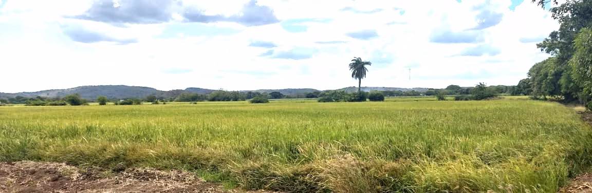 Venta finca Guanacaste Bagaces  GANGA 56 mill colones - Imagen 20