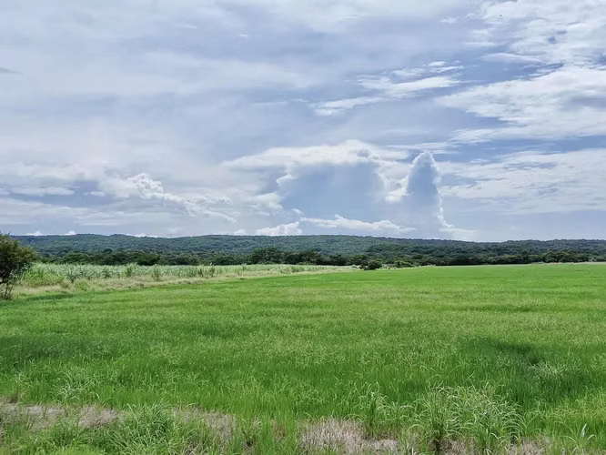 Venta finca Guanacaste Bagaces  GANGA 56 mill colones - Imagen 2