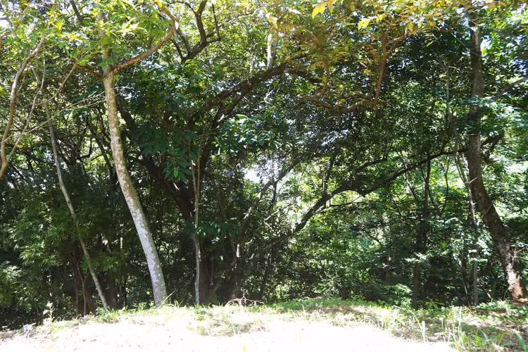 Se Vende Lote, Balsa de Atenas 1269m2
