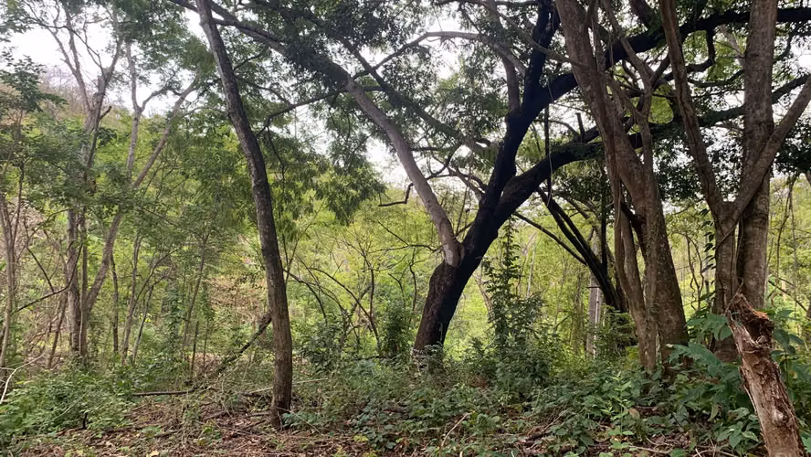 Lote frente a calle pública, en Huacas, Guanacaste, Costa Rica - Imagen 5