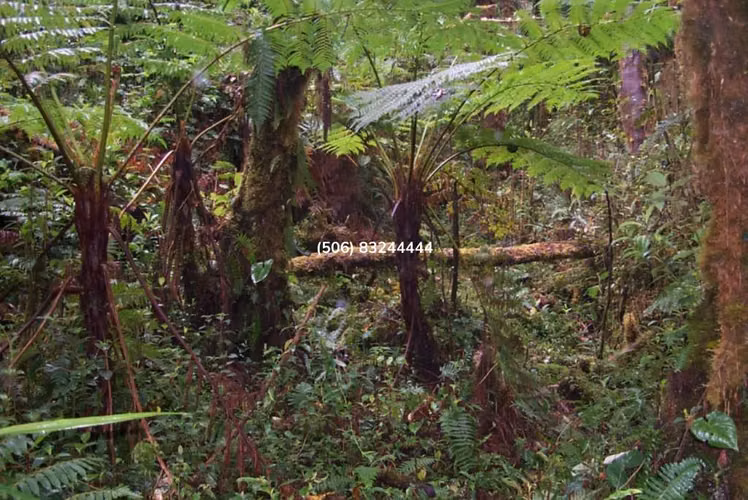 VENTA DE FINCA EN EL CERRO DE LA MUERTE - Imagen 10