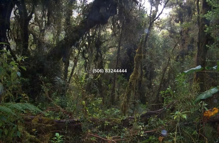 VENTA DE FINCA EN EL CERRO DE LA MUERTE - Imagen 3