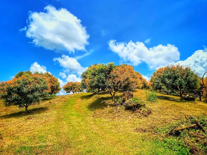 Venta de Finca en Orotina - 1 era ETAPA CONSTRUIDA - Imagen 9