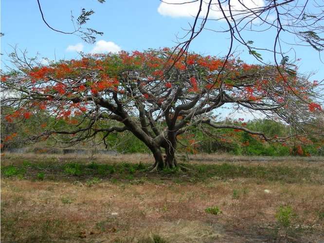 Lote en venta en Junquillal para invertir y desarrollar. 6986972 - Imagen 4