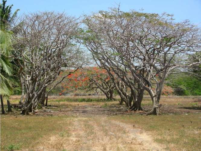 Lote en venta en Junquillal para invertir y desarrollar. 6986972 - Imagen 3