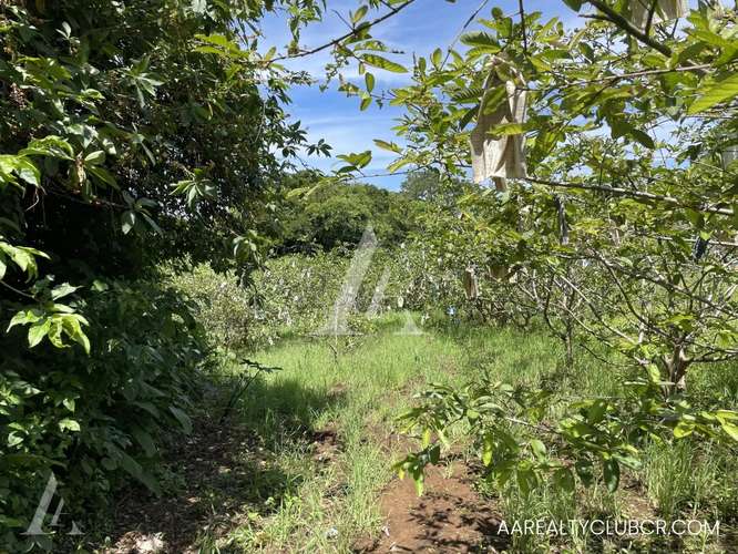 Finca Tambor de Alajuela - Precio Reducido