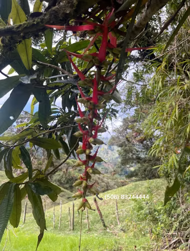 VENTA DE FINCA EN FRENTE DE LA RUTA INTERAMERICANA, CARTAGO. - Imagen 5