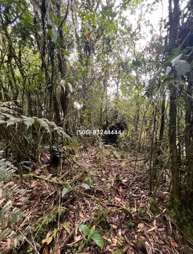 VENTA DE FINCA EN FRENTE DE LA RUTA INTERAMERICANA, CARTAGO. - Imagen 16