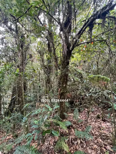 VENTA DE FINCA EN FRENTE DE LA RUTA INTERAMERICANA, CARTAGO. - Imagen 12