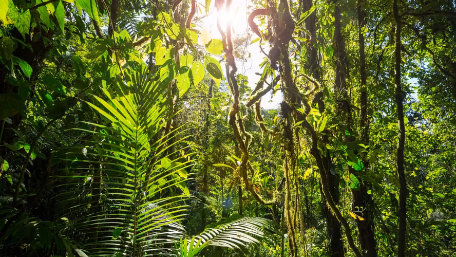 Mega Finca Ganadera con Pista de Aterrizaje – Bagaces (5.000 Ha) - Imagen 19