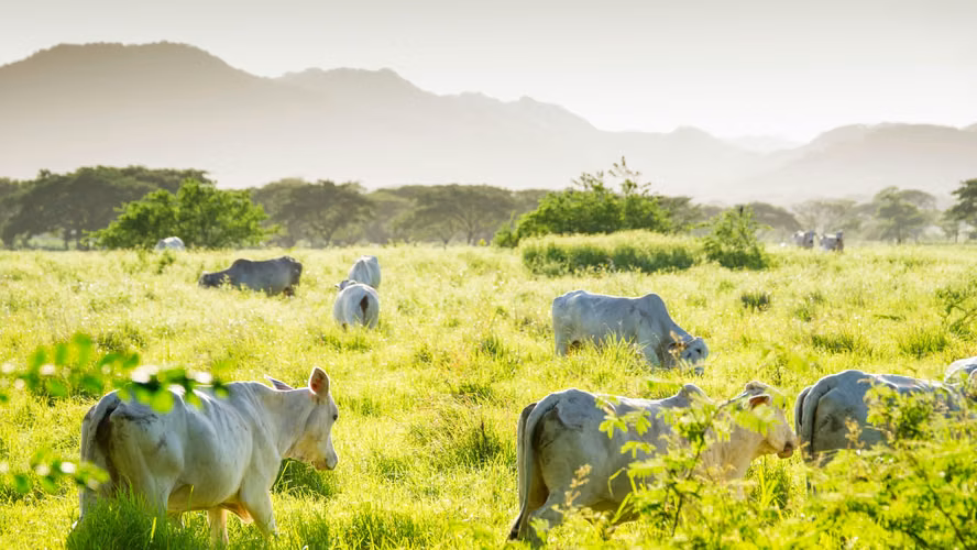 Mega Finca Ganadera con Pista de Aterrizaje – Bagaces (5.000 Ha) - Imagen 16
