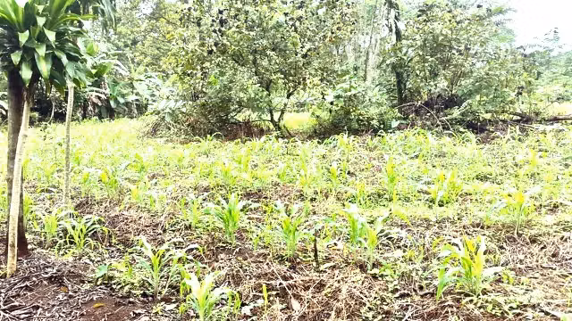 Se vende finca Valle Azul GANGA 38 MILL COLONES - Imagen 2