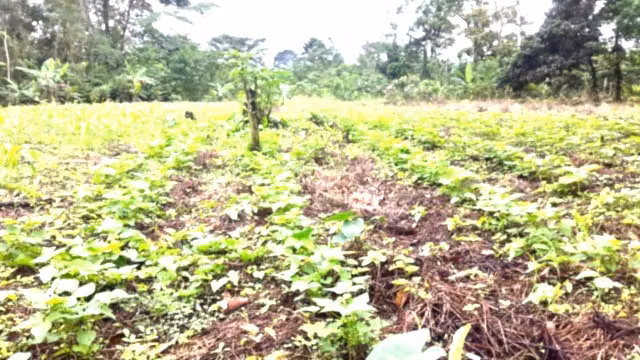 For sale farm San Ramón Valle Azul 76 THOUSAND DOLLARS