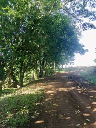 Venta finca piñera San Carlos exc ubicación - Imagen 7