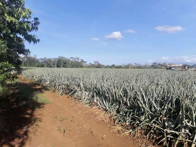 Venta finca piñera San Carlos exc ubicación - Imagen 19