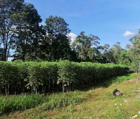 Venta finca piñera San Carlos exc ubicación - Imagen 6