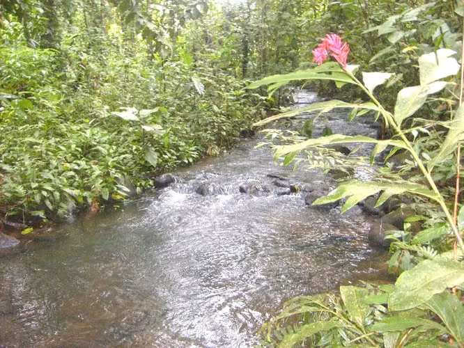 For sale farm   Alajuela San Ramon 2 houses,creeks , thermal