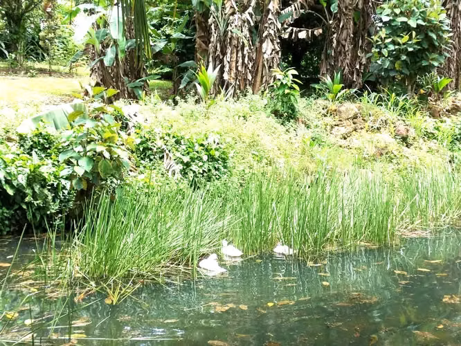 Venta finca Alajuela  San Ramon , termales