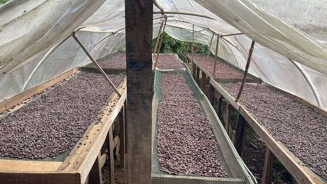 10 HECTAREAS FINCA SEMBRADA CON CACAO EN PRODUCCION