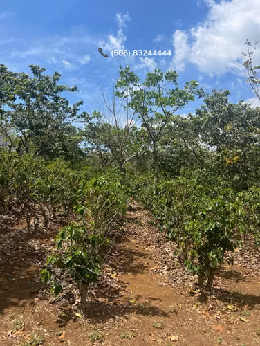VENTA DE FINCA EN SAN RAMÓN, ALAJUELA