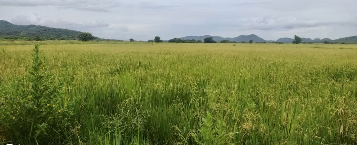 Venta finca Guanacaste Bagaces 56 mill col GANGA