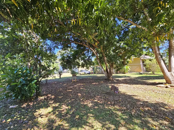 Lote en venta en Orotina, cerrado con tapias, plano, árboles frutales - Imagen 18