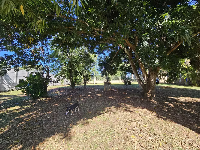 Lote en venta en Orotina, cerrado con tapias, plano, árboles frutales - Imagen 16