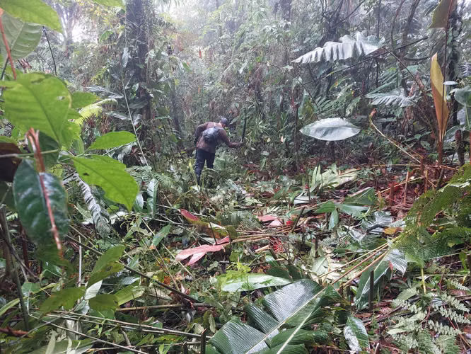 Finca Guacimo