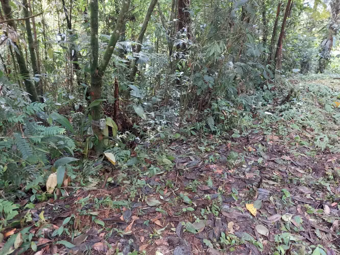 Finca Guacimo