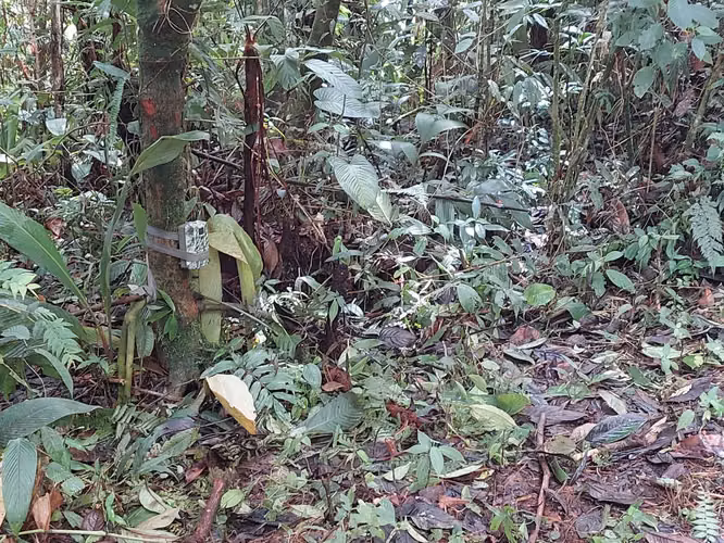 Finca Guacimo