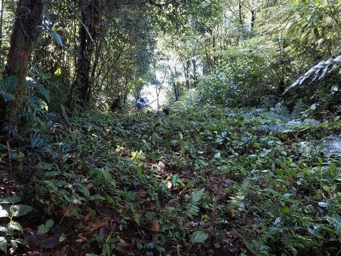 Finca Guacimo