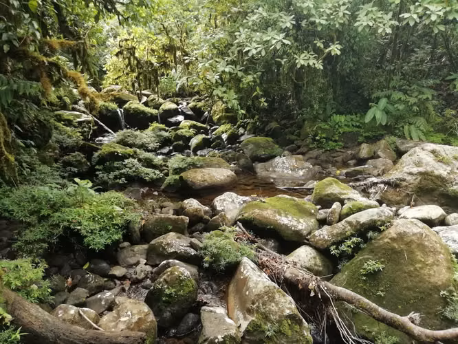 Finca Guacimo