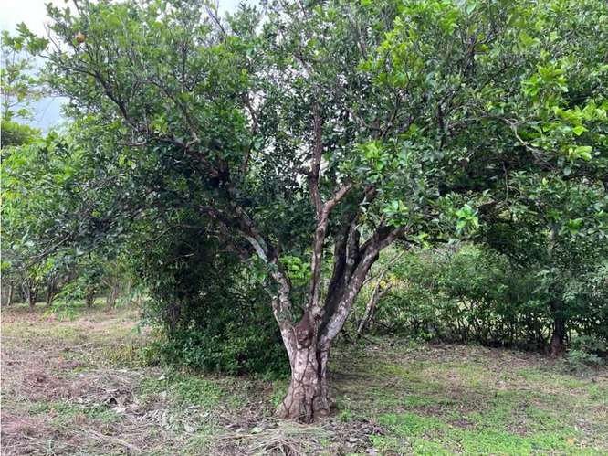 Terreno en venta en Orotina, Cebadilla, Coyolar. - Imagen 9