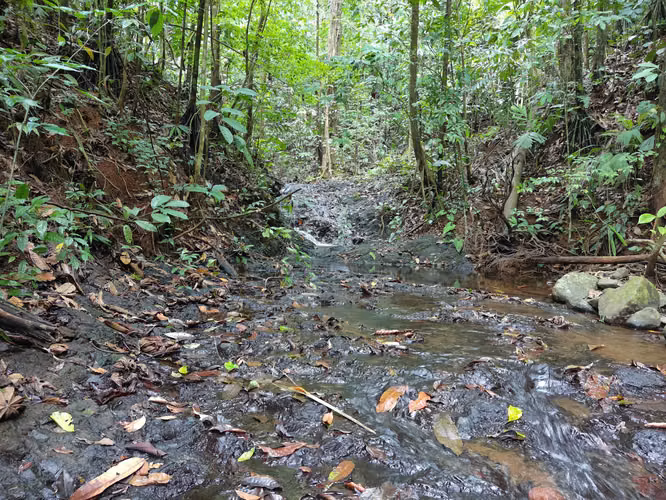 ¡Oportunidad! Venta de terreno en Puntarenas con gran biodiversidad.