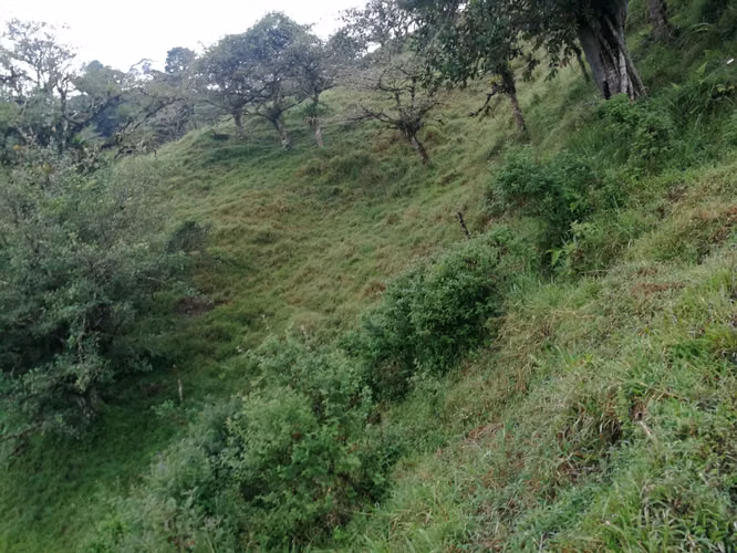 FINCA 7 HTS,  A 4 KMS DE ZARCERO CENTRO , 130 MILLS COL.
