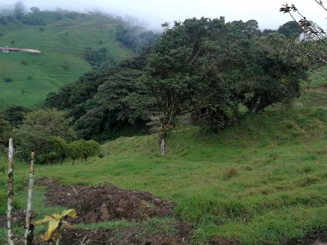 FINCA 7 HTS,  A 4 KMS DE ZARCERO CENTRO , 130 MILLS COL.