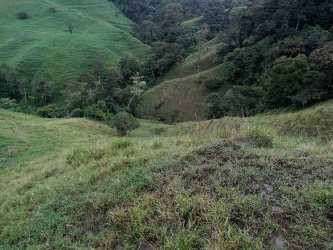 FINCA 7 HTS,  A 4 KMS DE ZARCERO CENTRO , 130 MILLS COL.